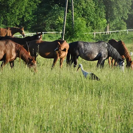 Stadnina Koni Kierzbun Farm stay *