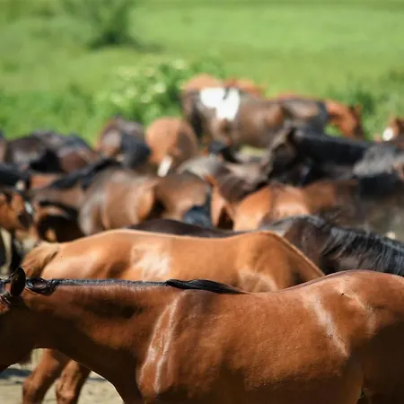 Farm stay Stadnina Koni Kierzbun Barczewo