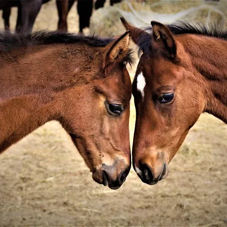 Stadnina Koni Kierzbun